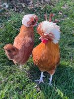 Unieke BROED TOOM PADUHA buff kleurig, schitterende kuif, Dieren en Toebehoren, Meerdere dieren, Kip