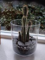 Cactus in glazen pot met stenen, Ophalen, Overige soorten, Volle zon
