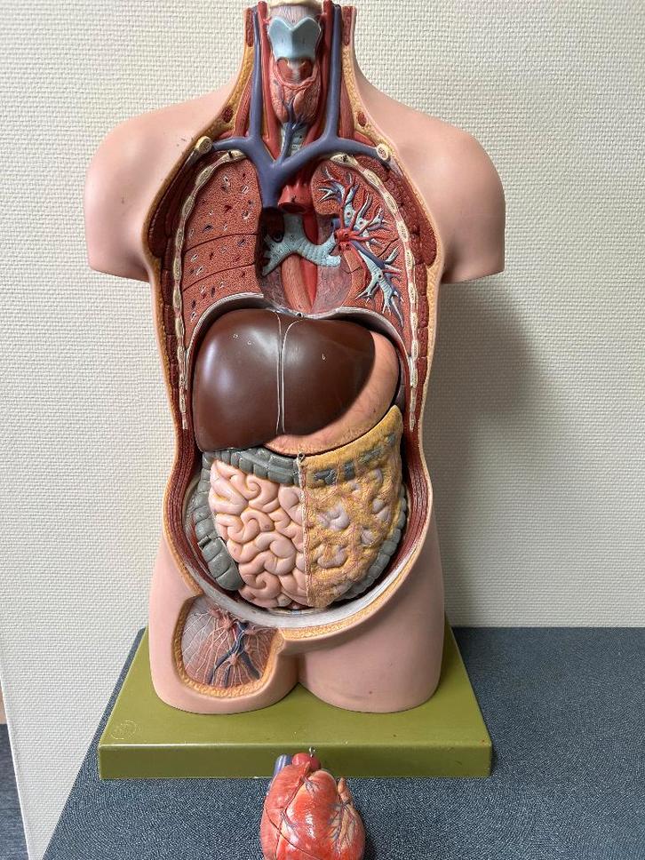 Somso AS12 anatomisch torso– 12-delig– levensgroot– topstaat, Boeken, Studieboeken en Cursussen, Zo goed als nieuw, WO, Beta, Ophalen