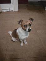 Lief hondje genaamd "Toby", Reu, 1 tot 2 jaar, Parvo, Eén hond