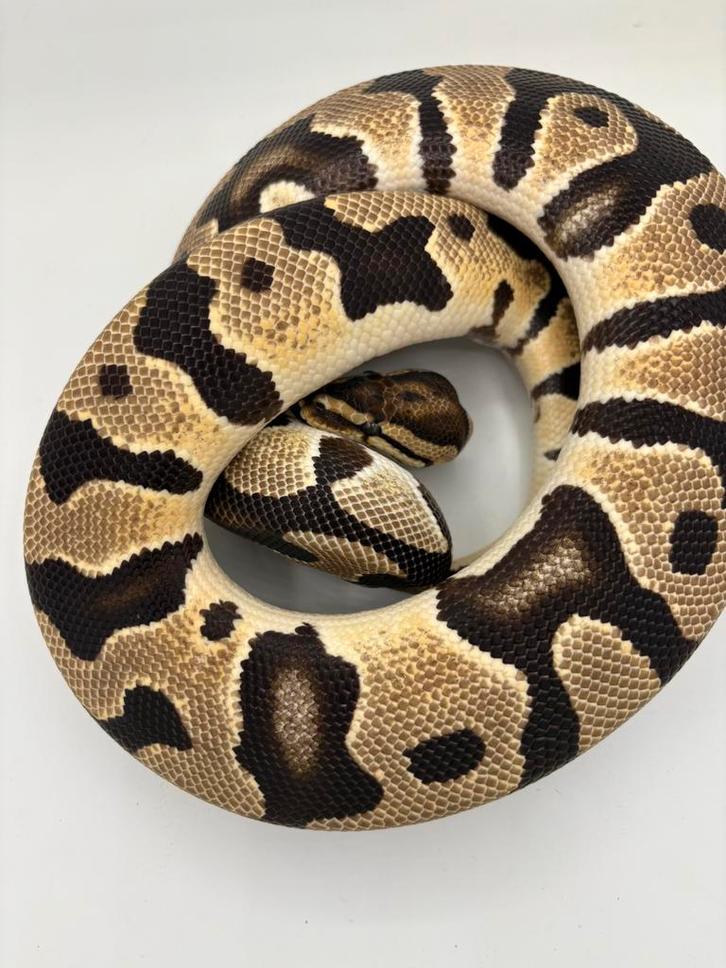 Orange Dream dh DesertGhost Cryptic ballpython Koningspython Ball Python - unknown for sale from willems