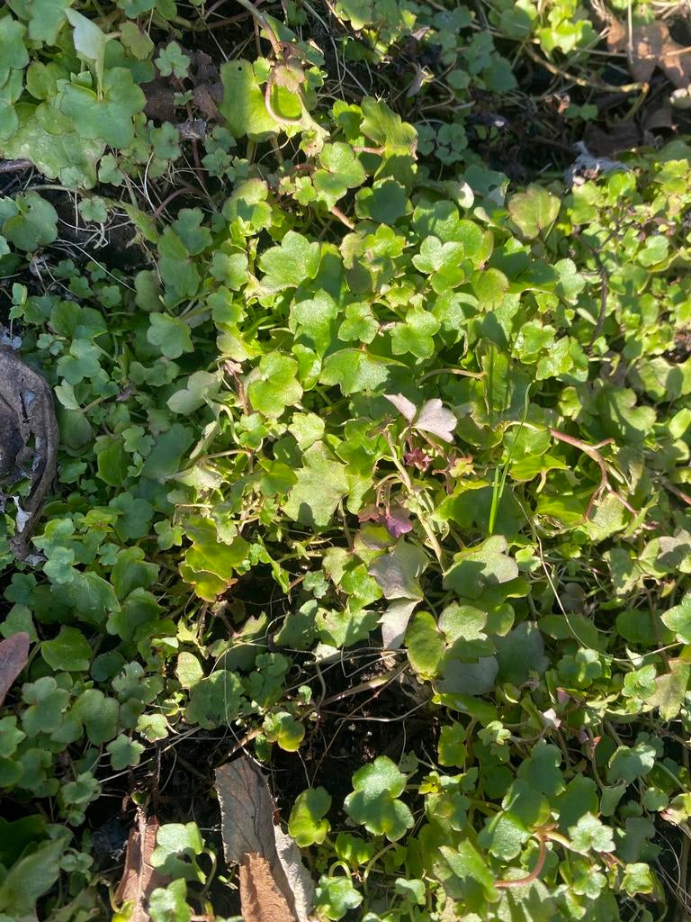 Muurleeuwenbekje, biologisch geteeld. Vaste inheemse plant, Ophalen, Overige soorten, Minder dan 100 cm