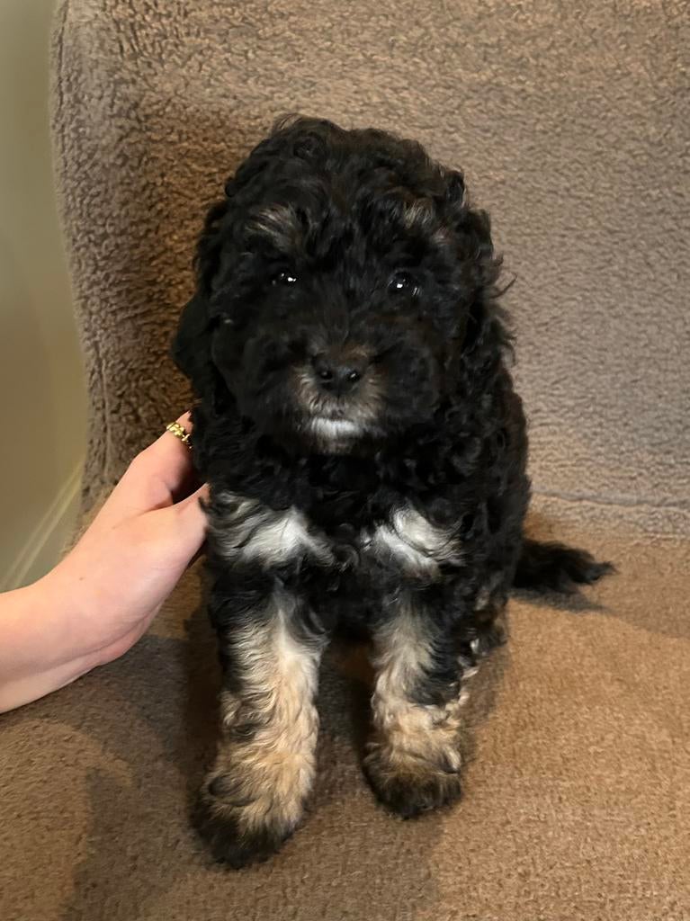 Superlief reutje labradoodle mini x Maltipoo, Reu, 8 tot 15 weken, Parvo, Eén hond