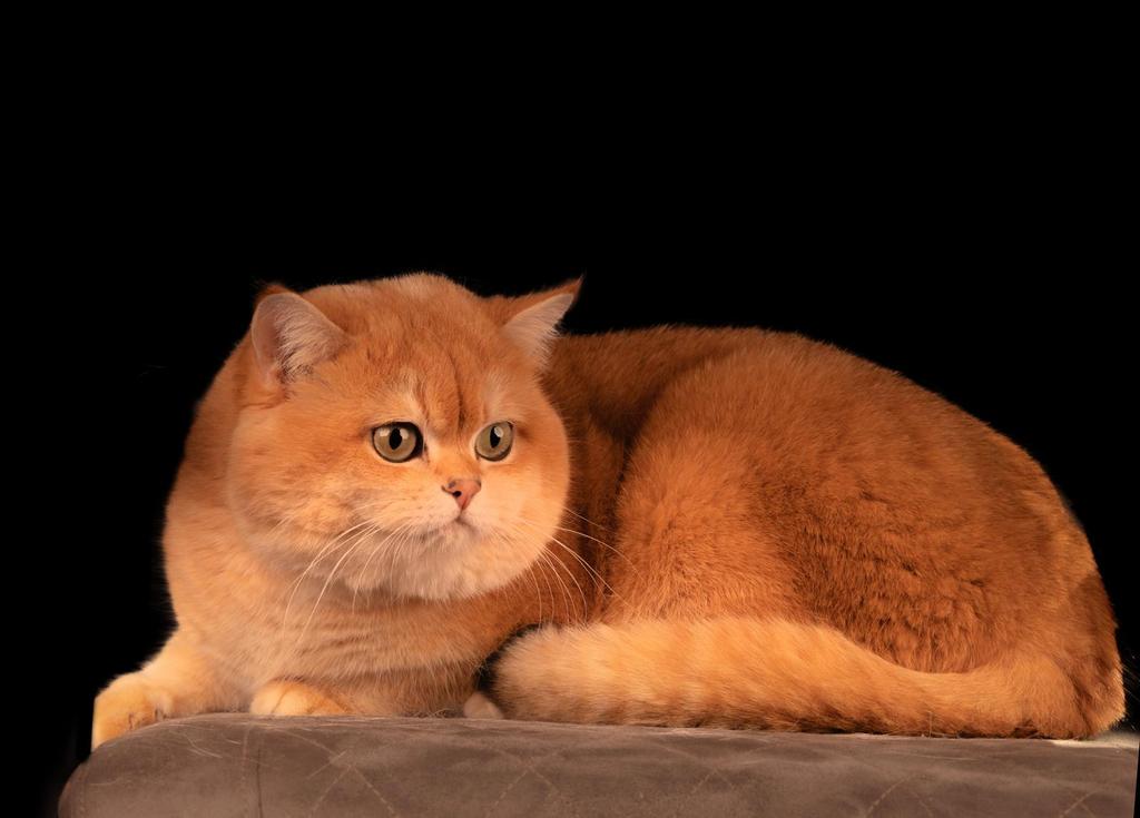 Britse korthaar dekkater (niet te koop!)