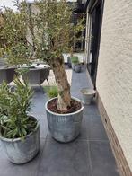 Prachtige dikke olijfboom, 100 tot 250 cm, Olijfboom, Zomer, Ophalen