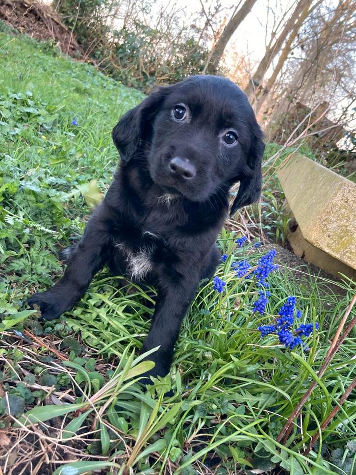 Bijzondere pups: schapendoes x goldenretriever x stabij, Dieren en Toebehoren, Honden | Niet-rashonden, Middel, Meerdere dieren