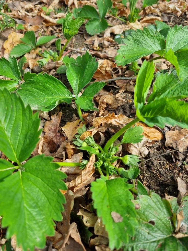 Jonge gezonde aardbeiplanten uit volle grond, Tuin en Terras, Planten | Tuinplanten, Ophalen, Eenjarig, Overige soorten, Volle zon