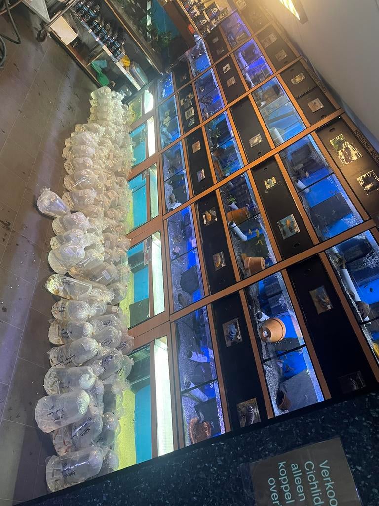 Malawi Duiven. 25-4 open 10:00-16:00 70 soorten op voorraad!, Vis