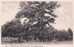 GA1335 in t Woold bij Winterswijk de dikke boom Achterhoek, Verzenden, 1940 tot 1960, Ongelopen, Gelderland