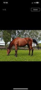 Verzorgster gezocht, Ophalen