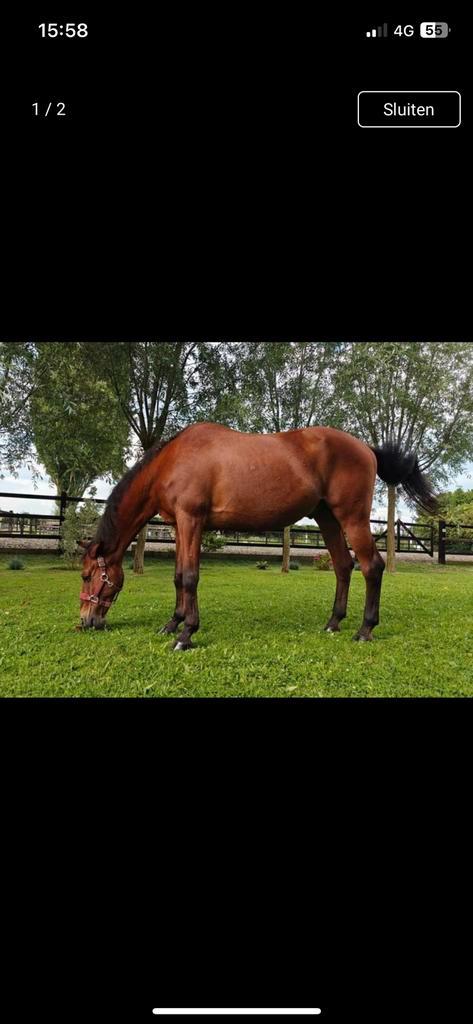 Verzorgster gezocht, Dieren en Toebehoren, Paarden en Pony's | Overige Paardenspullen, Ophalen