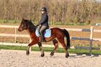 🐴 Pony King – 5 jaar – Ruin – 1m42, Dieren en Toebehoren, Pony's, Ruin, Zadelmak, 3 tot 6 jaar, Gechipt