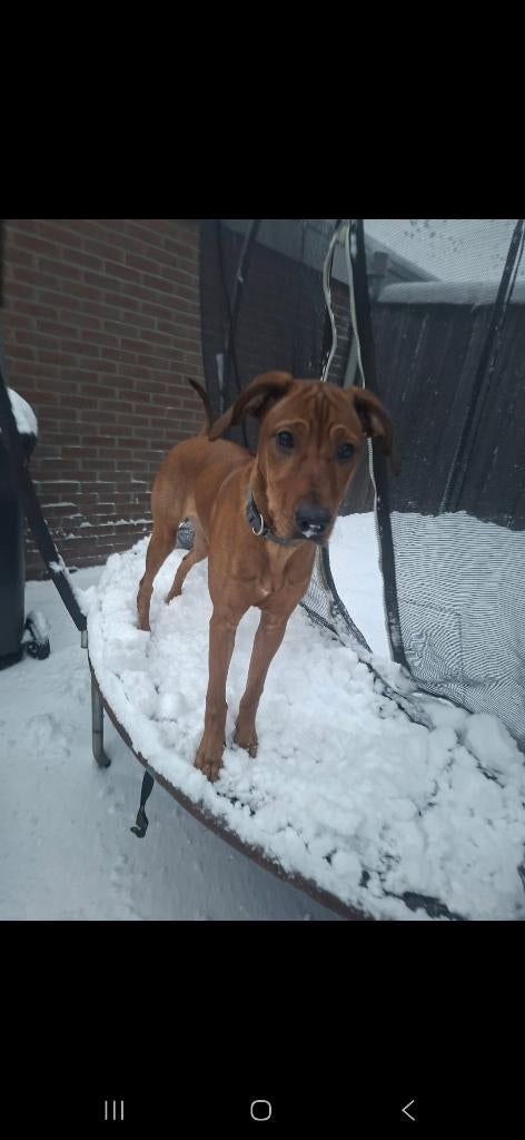 Lieve rhodesian ridgeback te koop, 15 weken tot 1 jaar, Overige rassen, Teef, Parvo