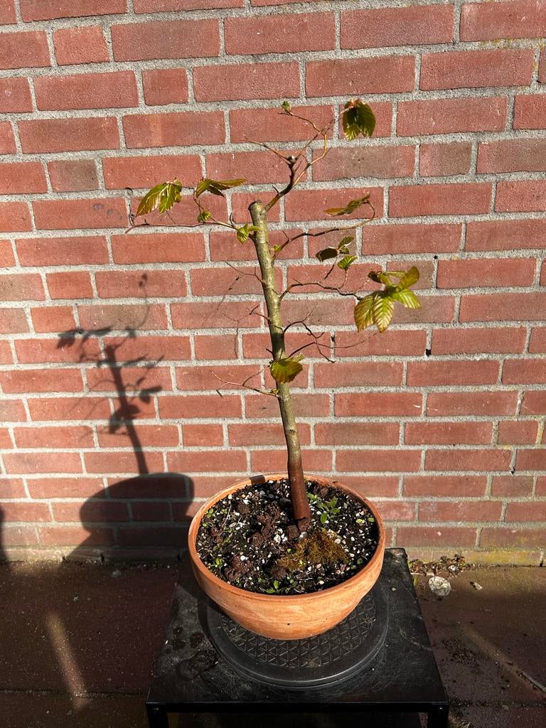 Beuk bonsai, Volle zon, Vaste plant, Bloeit niet, Ophalen