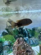 3 chichliden per stuk €5, Vis