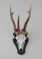 Groot 3-STANGEN REE GEWEI op houten schild (abnorm), Ophalen of Verzenden, Gebruikt, Hert, Gewei of Kop