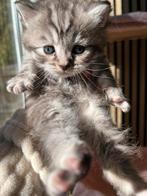 Brits kort /langhaar /europese mix ., Dieren en Toebehoren, Meerdere dieren, Ontwormd, 0 tot 2 jaar