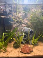 Gemixt jonge guppen, Vis