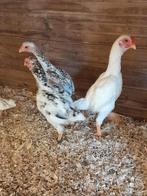 jonge ko shamo`s, Dieren en Toebehoren, Pluimvee, Meerdere dieren, Kip