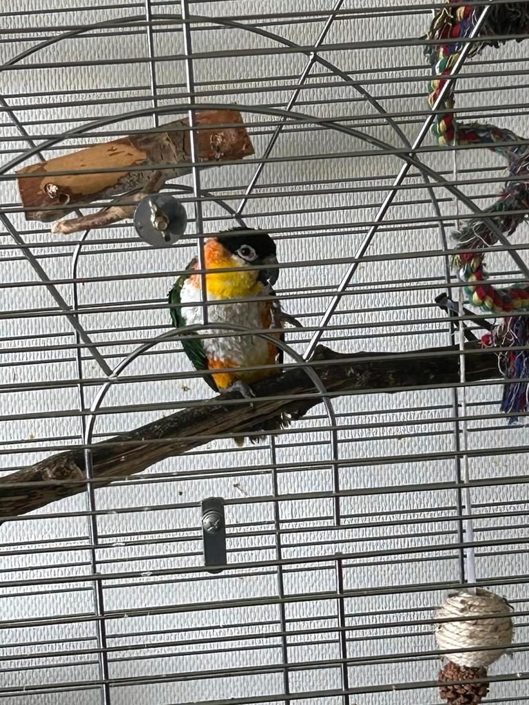 Super Tamme zwartkop Caique, Dieren en Toebehoren, Vogels | Parkieten en Papegaaien, Vrouwelijk, Papegaai, Geringd