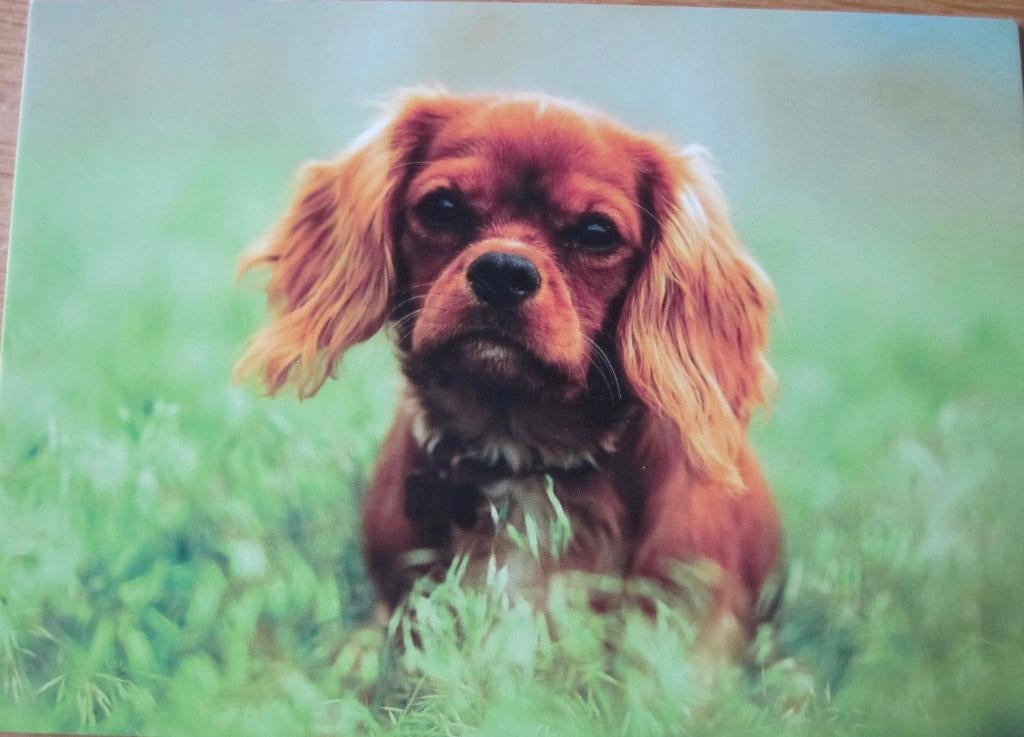Cavalier King Charles spaniel op nieuwe ansichtkaart, Verzenden, 1980 tot heden, Ongelopen, Hond of Kat