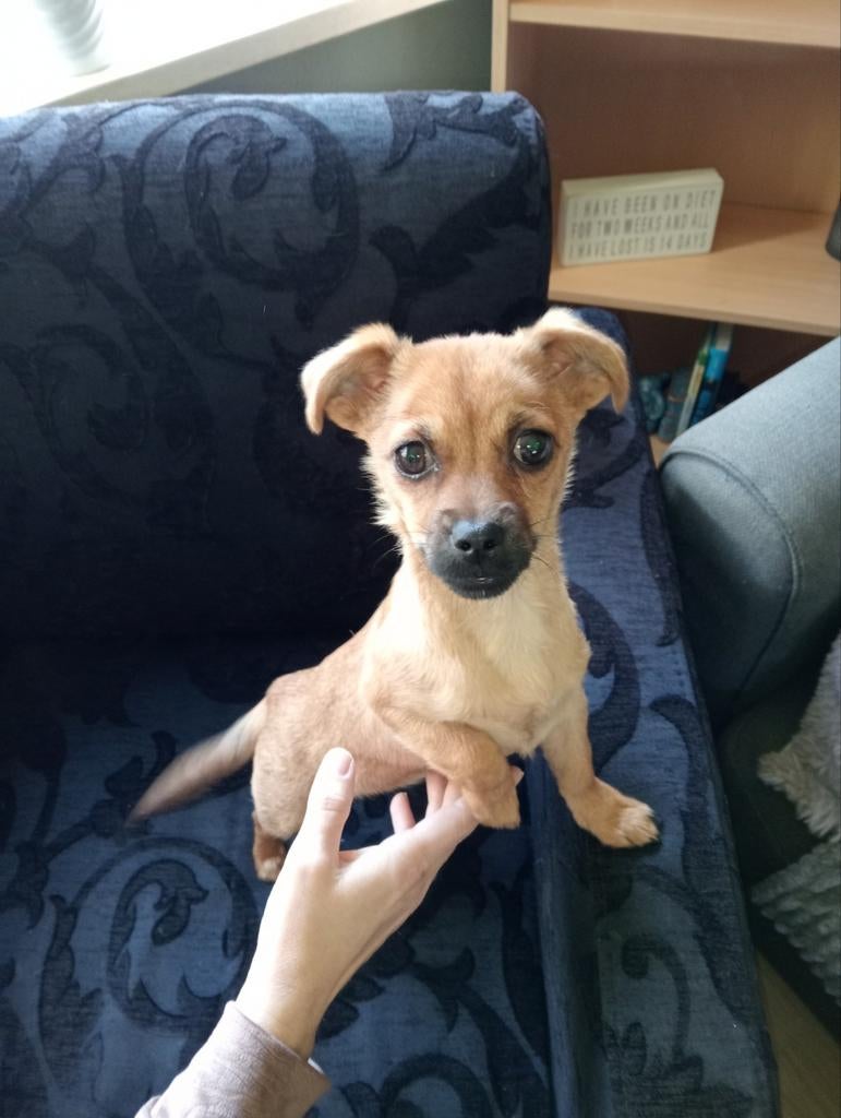 Goed huisje gezocht... 💞  lieve aanhankelijke pup teefje 💞, 15 weken tot 1 jaar, Teef, Parvo, Eén hond