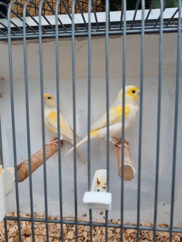 Gezocht Kanaries, tropen en parkietsoorten, Dieren en Toebehoren, Vogels | Kanaries, Kleurkanarie, Meerdere dieren