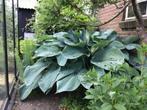 Hosta Empress Wu – reuzenhosta, Vaste plant, Volledige schaduw, Zomer, Ophalen