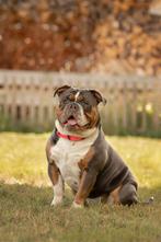 Old English Bulldog, Reu, 1 tot 2 jaar, Bulldog, Eén hond