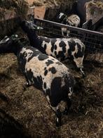 Twee mooie bonte ooien, Vrouwelijk, Schaap, 0 tot 2 jaar
