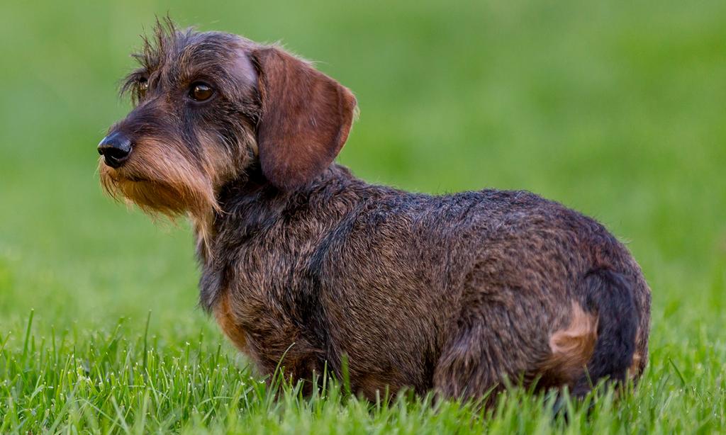 Ruwharige hond gezocht voor examen honden trimmen!!, Dieren en Toebehoren, Honden | Teckels en Dashonden, Standaard, Nederland