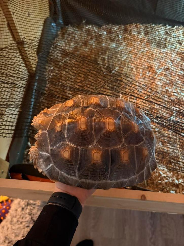 Sulcata schildpad van 2023 Tortoise - female for sale from appelmoes