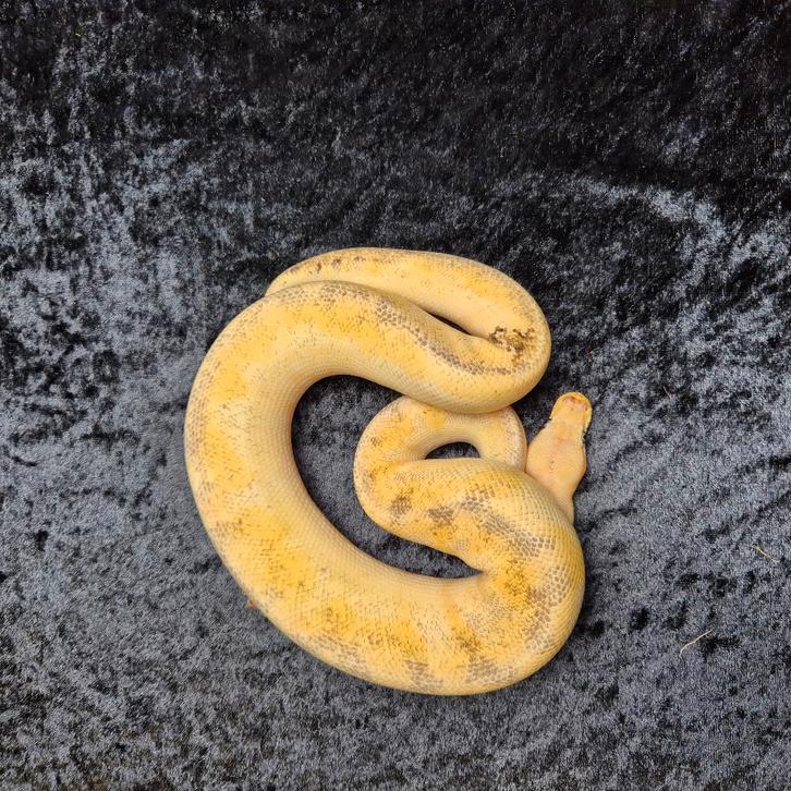 pastel champagne clown nk24 Ball Python - male for sale from Roundhog serpents