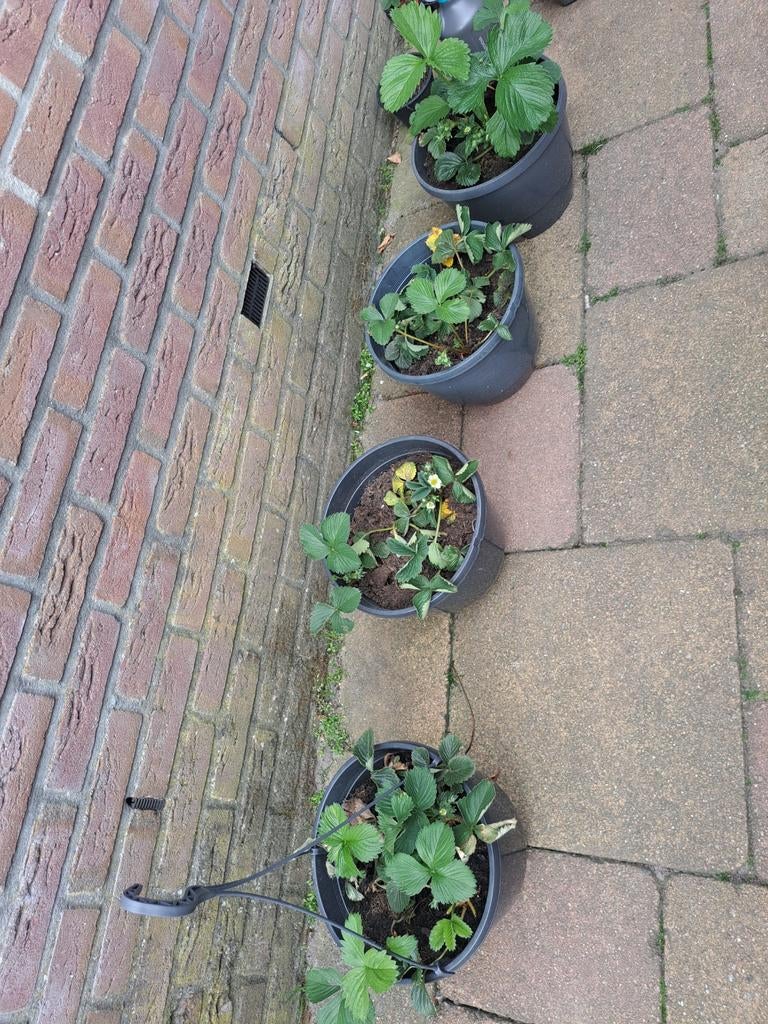 4 bakken Aardbeien planten, Ophalen, Volle zon, Vaste plant, Fruitplanten