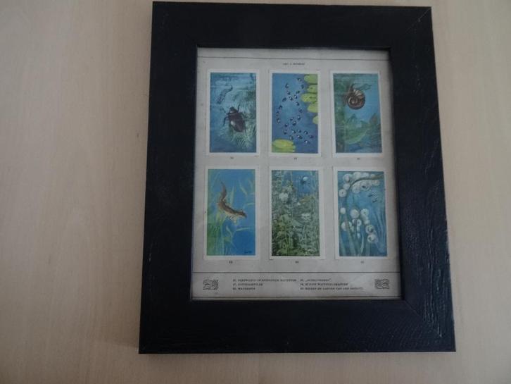 Jac J Koeman oude prent schilderij onderwaterwereld ca 1925, Antiek en Kunst, Curiosa en Brocante, Ophalen