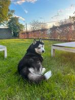 Husky reu (7j) zoekt match  voor Pomsky of andere kruisingen, Ophalen