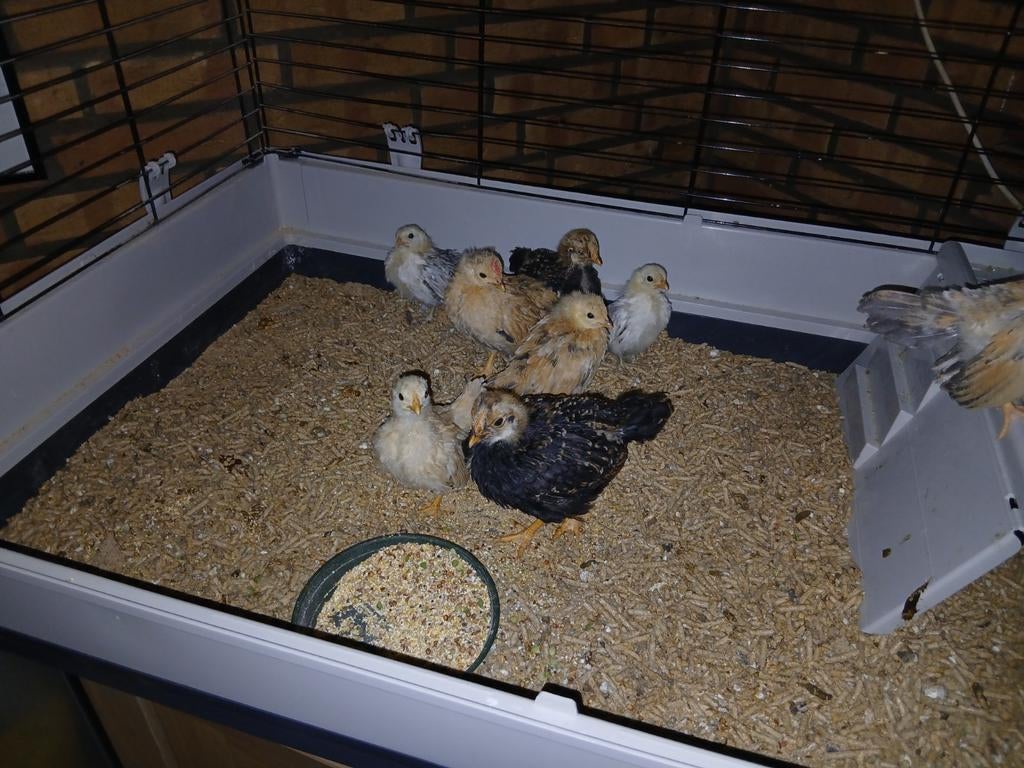 Sarama, Dieren en Toebehoren, Mannelijk, Kip