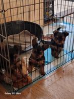 Yorkshire terrier, Dieren en Toebehoren, Yorkshire Terriër, Reu, 8 tot 15 weken, Meerdere