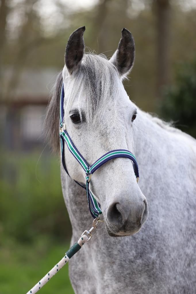 Lieve knappe merrie te koop, Dieren en Toebehoren, Paarden, Minder dan 160 cm, Dressuurpaard, L, 7 tot 10 jaar