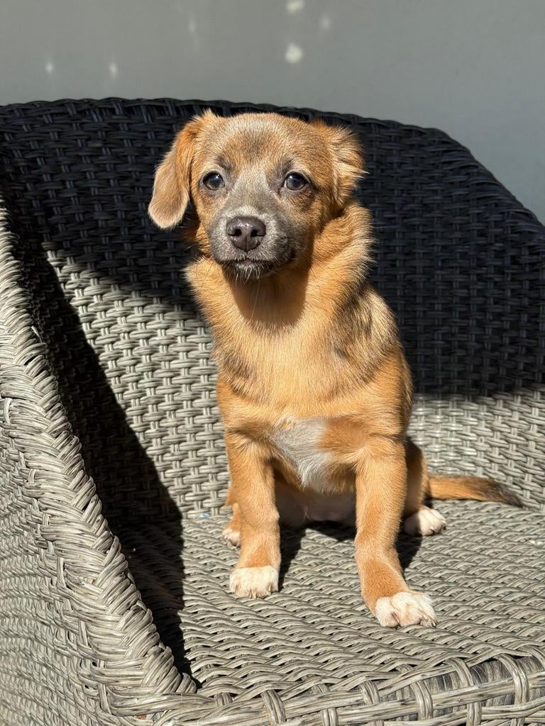 Kleine teef 5 maanden pup, Particulier, 15 weken tot 1 jaar, Overige rassen, Buitenland