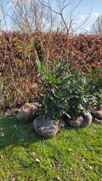Erfbeplanting 7 mooie heesters, Tuin en Terras, Ophalen, Laurier, 100 tot 250 cm