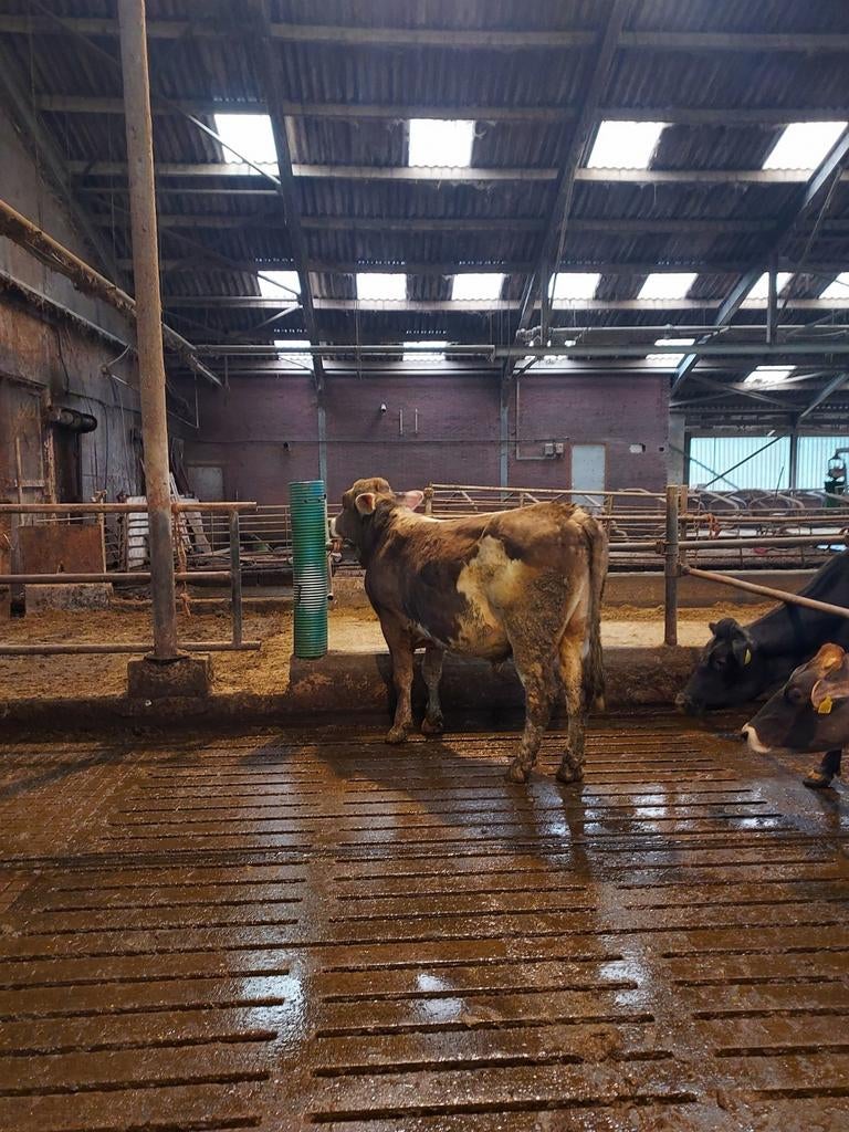 Stier Brown swiss, Mannelijk