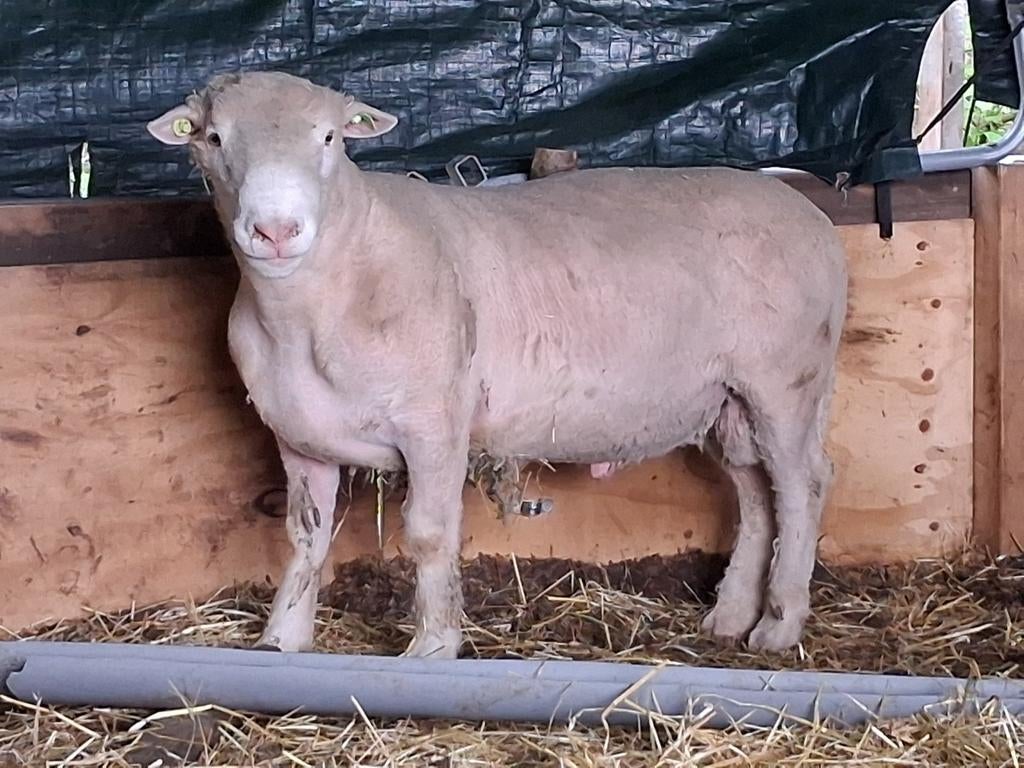 Dekram Poll Dorset, Mannelijk, Schaap