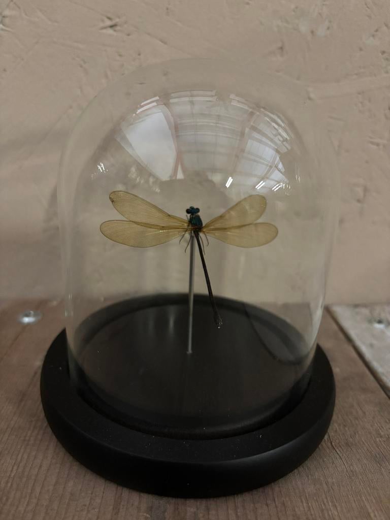 Mooi stolpje met een gele Libelle, Verzamelen, Ophalen of Verzenden, Nieuw, Insect, Opgezet dier