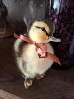 Taxidermie brocant eend kuiken, Ophalen of Verzenden