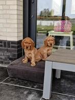 Engelse Cocker spaniel pups, Dieren en Toebehoren, Parvo, Reu, 8 tot 15 weken, Meerdere