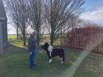 Prachtig zwart bont klein merrie'tje, Dieren en Toebehoren, Pony's, Merrie, 0 tot 2 jaar, A pony (tot 1.17m), Gechipt