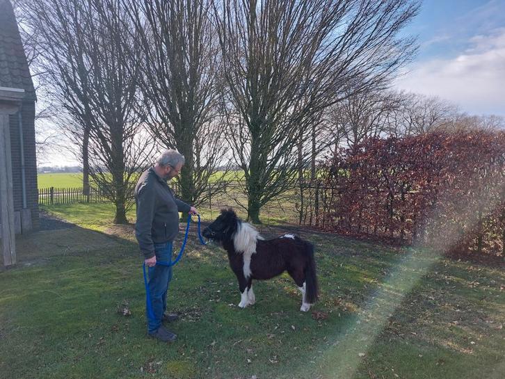 Prachtig zwart bont klein merrie'tje, Dieren en Toebehoren, Pony's, Merrie, A pony (tot 1.17m), Recreatiepony, 0 tot 2 jaar, Gechipt