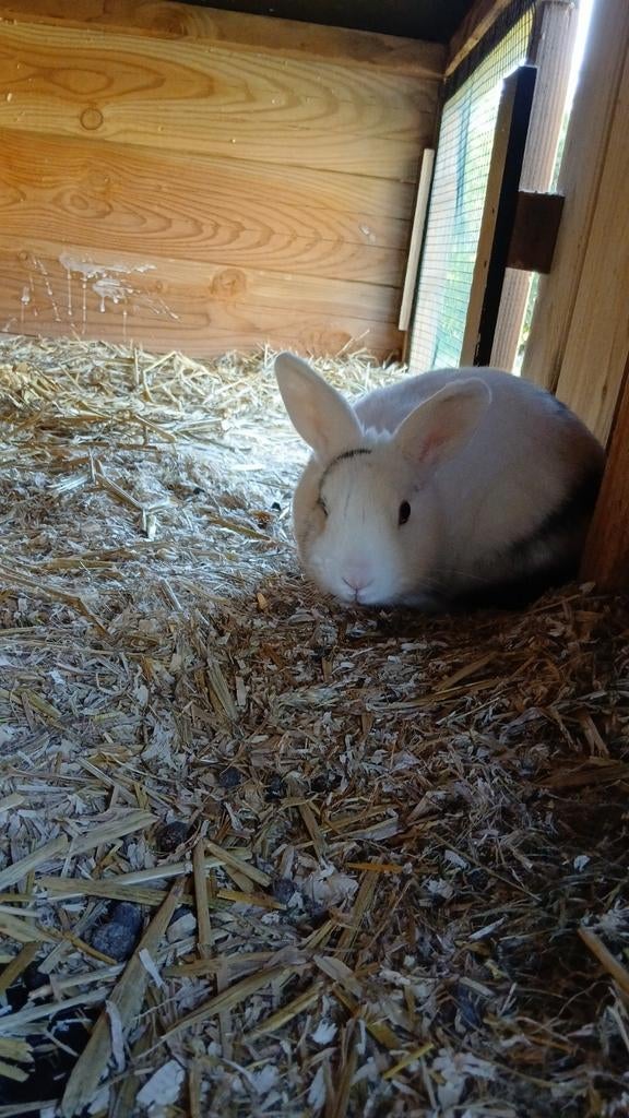 Twee voedsters te koop, Vrouwelijk, Klein, 3 tot 5 jaar