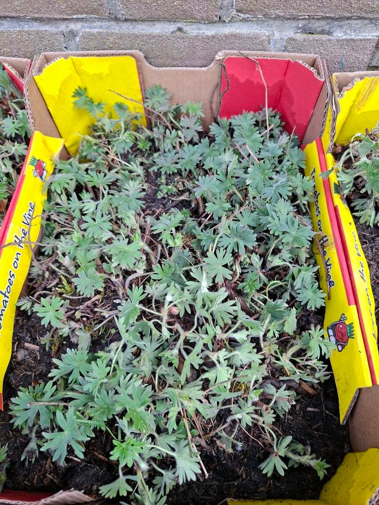 Geranium planten, Ophalen, Zomer, Bodembedekkers, Volle zon